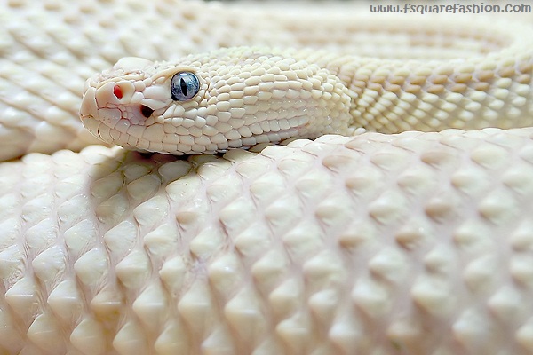 White Snake HD Wallpapers, Pictures, Images, Photos
