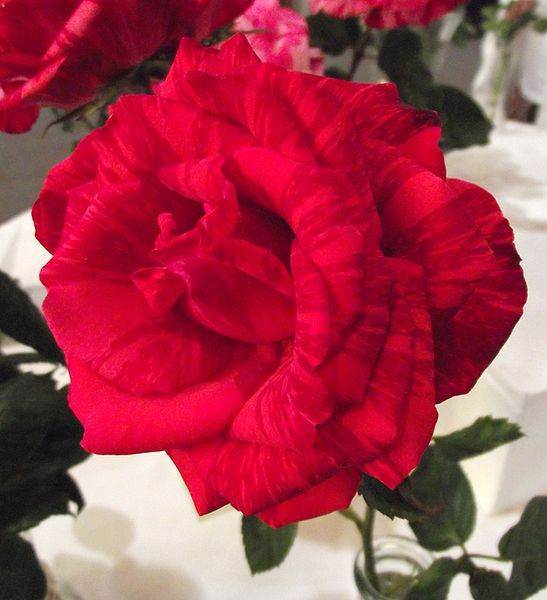 Red Rose Party Decorations