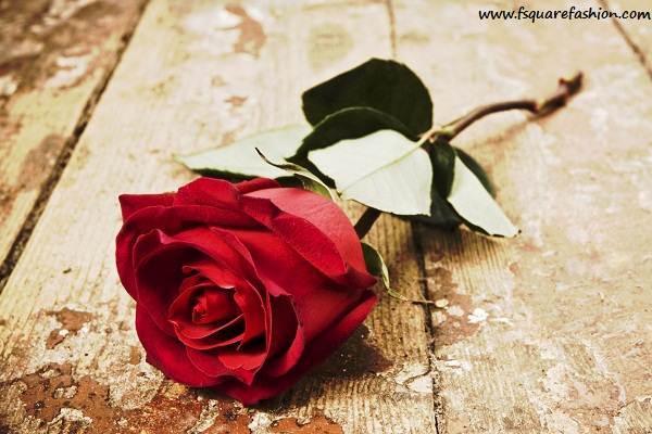 Wallpapers Rose Day 2016 HD Wallpapers