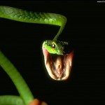 Nag Panchami Pictures, Images, Photos, HD Wallpapers of Big Green Snake