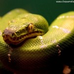 2015 Nag Panchami Python Snake HD Wallpapers, Pictures, Images, Photos