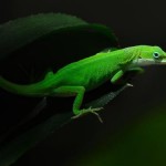 Green Lizard HD Wallpapers