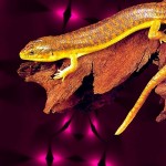 Yellow Lizard HD Wallpapers