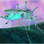 3D Dengue Mosquito Pictures
