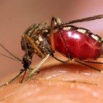 Dengue Mosquito Bite Pictures, Images & Photos