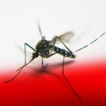 Dengue Mosquito HD Wallpapers