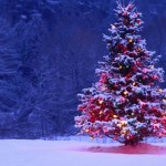 Christmas Trees HD Wallpapers, Pictures, Images & Photos