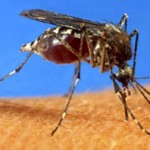 Mosquito Dengue Pictures, Images & Photos