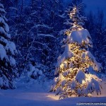 White Snow Christmas Trees HD Wallpapers