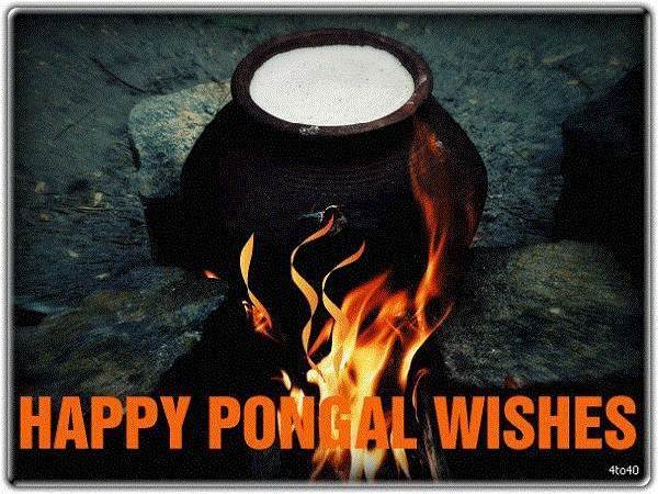 Happy Pongal Wishes Greetings Wallpapers