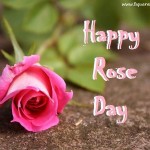 Rose Day 2021 HD Wallpapers, Pictures, Images, Pics & Photos