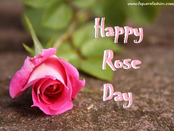 Happy Rose Day 2013 HD Wallpapers Pink Rose