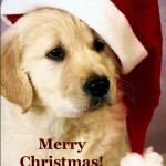 Merry Christmas Greetings Dog Photos