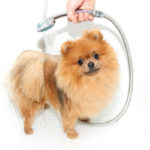 CBD Dog Shampoo – Are the Best Pet Brands Worth the Money?